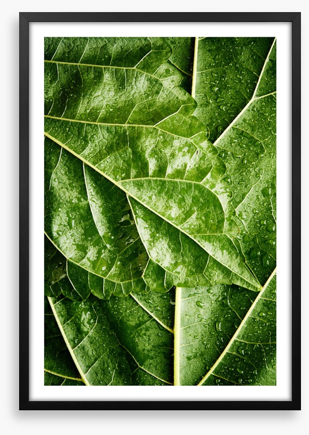Leaves