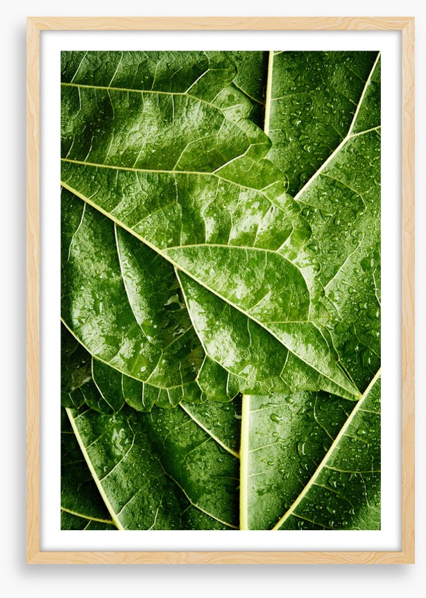 Leaves
