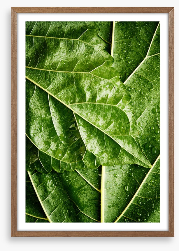 Leaves