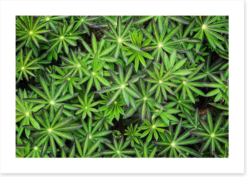 Leaves