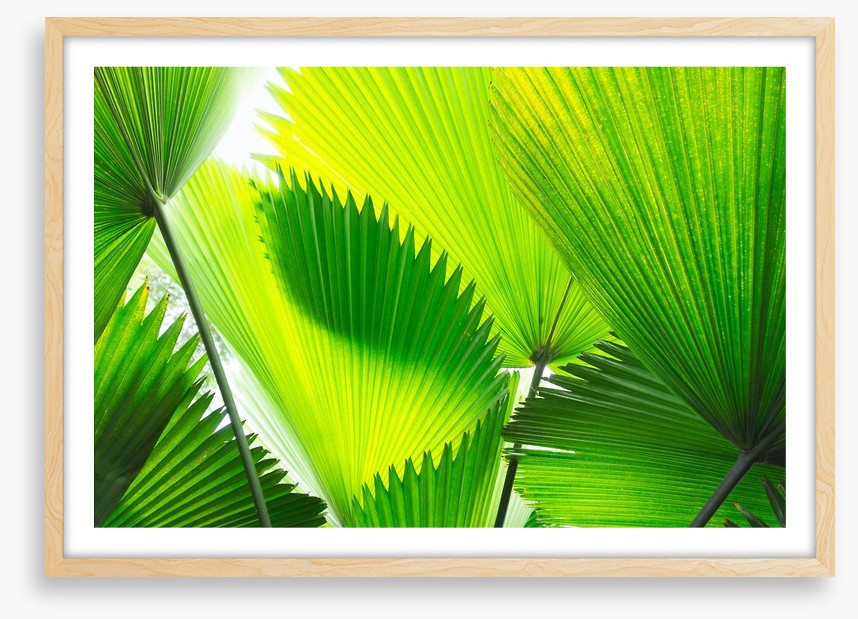 Green palm fronds