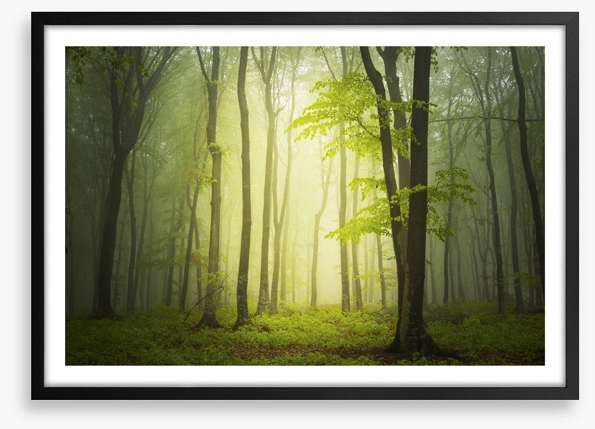 Forests