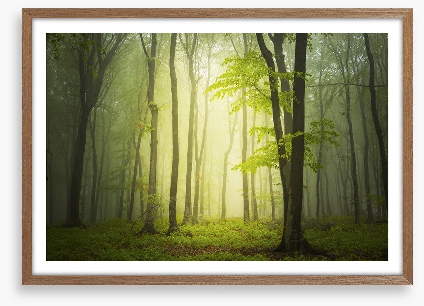 Forests