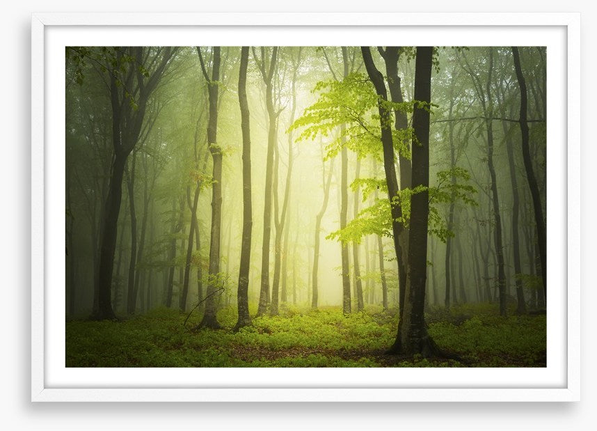 Forests