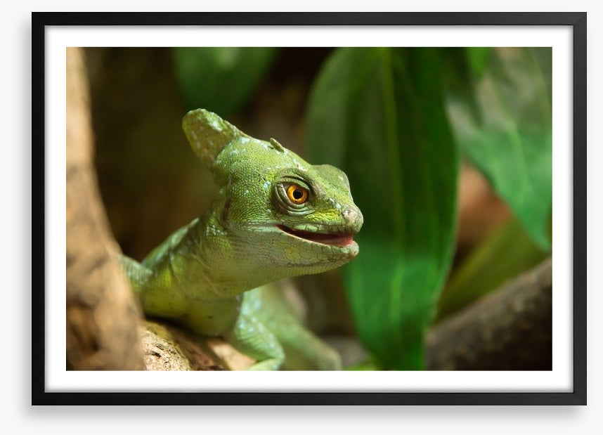 Reptiles / Amphibian