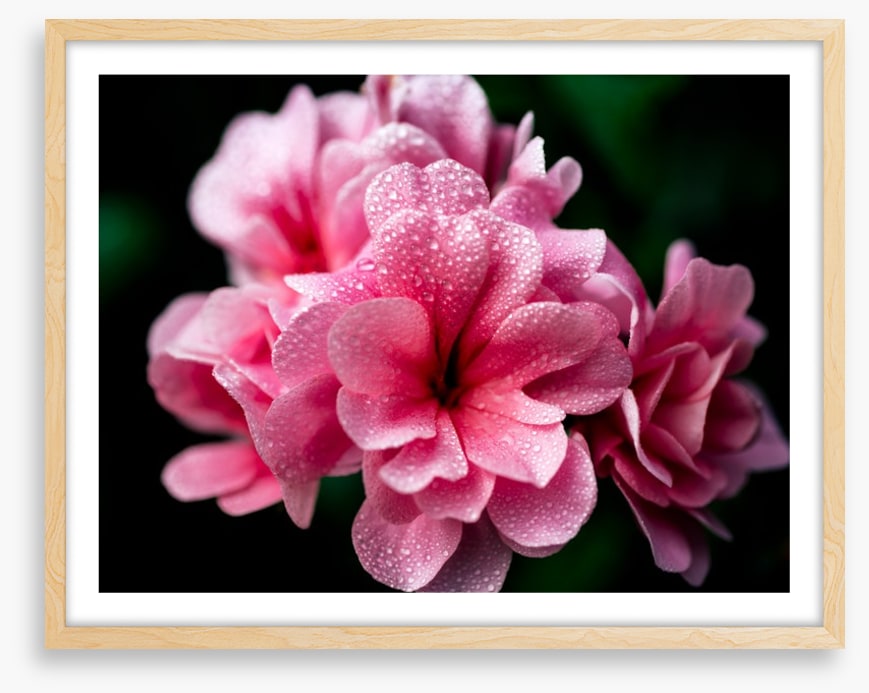 A blush with dew