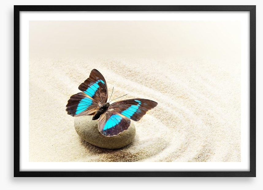 Prepona Laerte on the sand