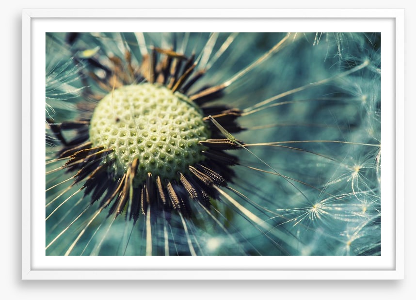 Dandelion gone