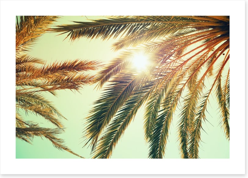 Sunlight through the palm fronds
