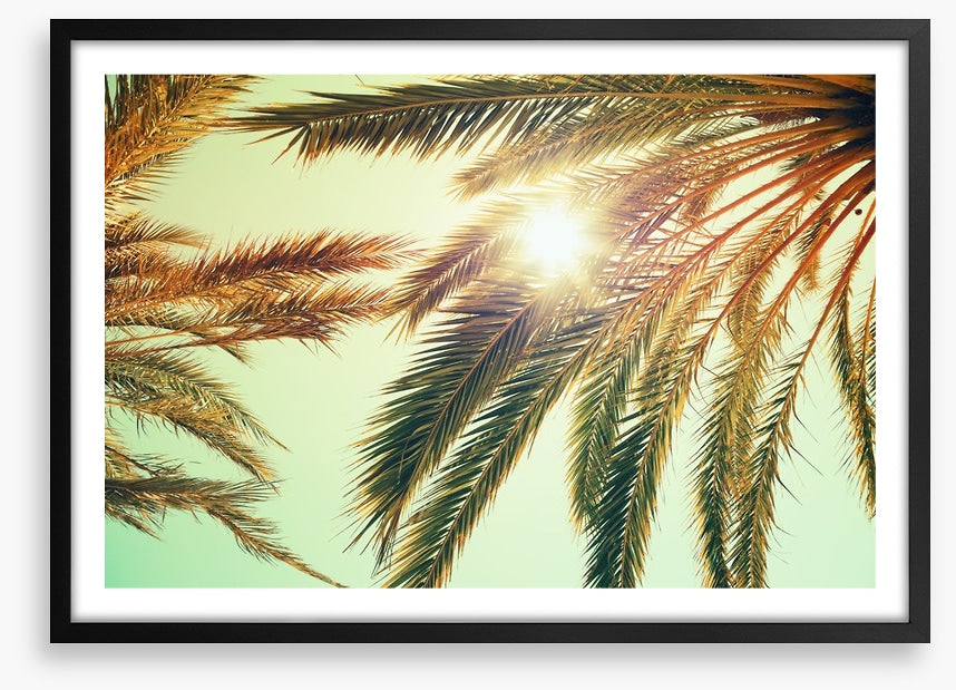 Sunlight through the palm fronds
