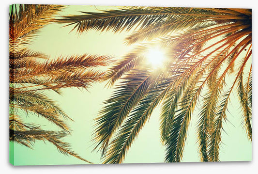 Sunlight through the palm fronds