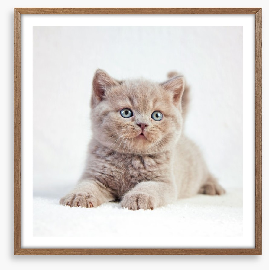 Kitten eyes