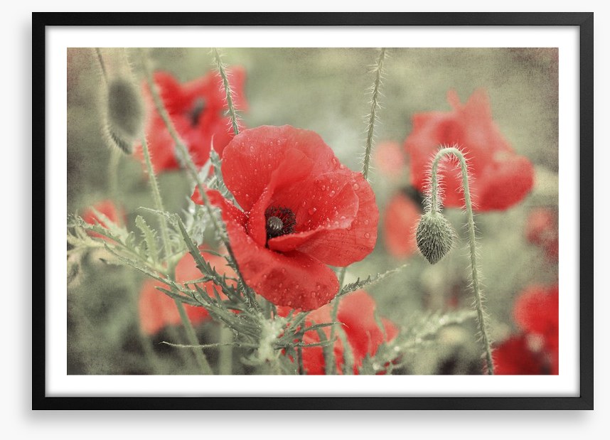 Vintage poppy