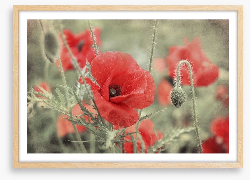 Vintage poppy