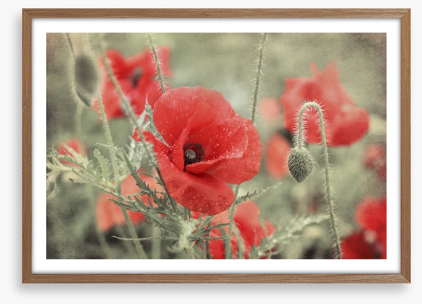 Vintage poppy
