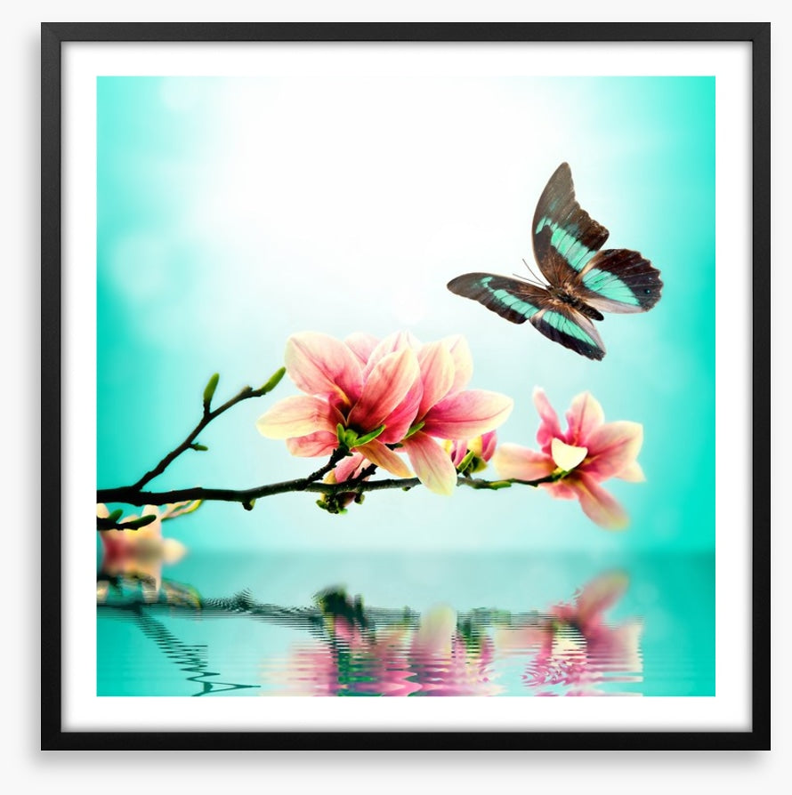 Butterfly magnolia