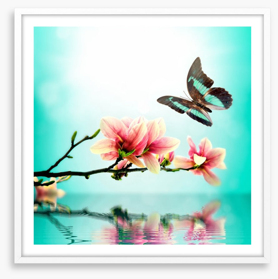 Butterfly magnolia