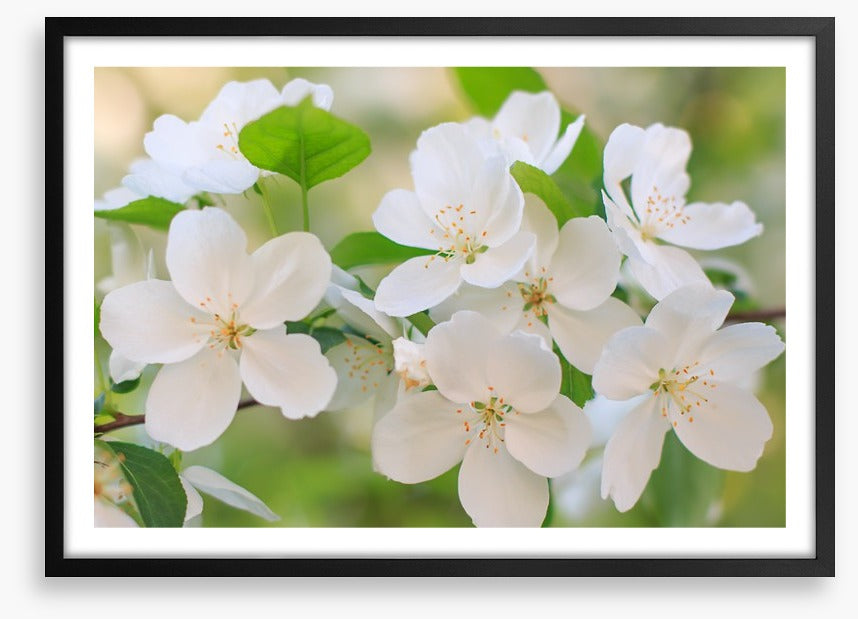 Blooming apple flowers