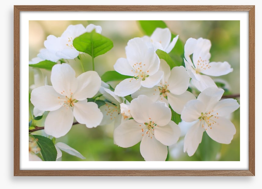 Blooming apple flowers