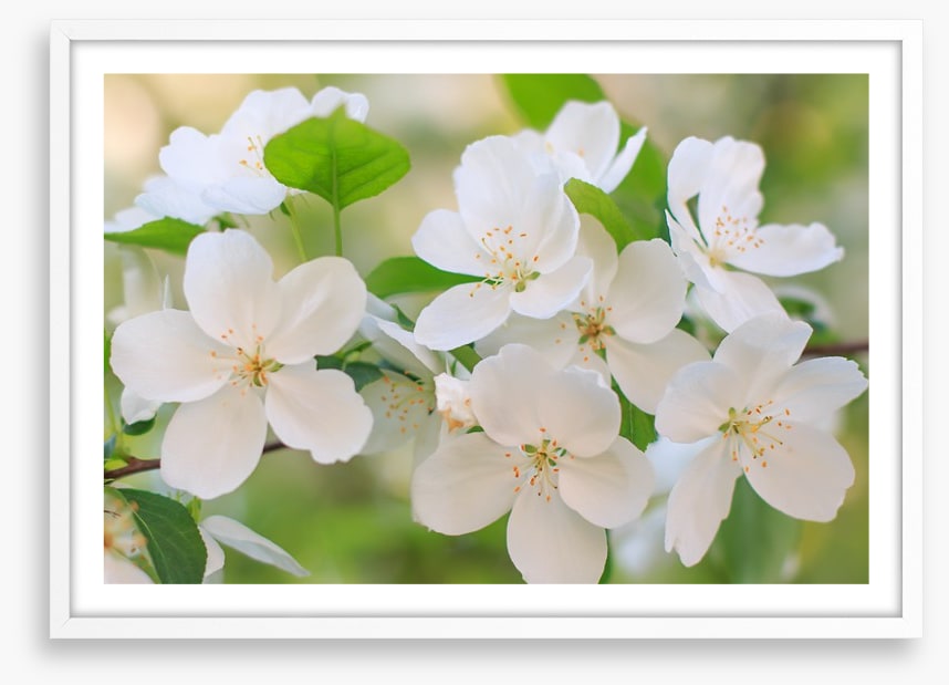 Blooming apple flowers