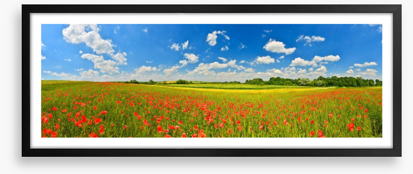 Poppy field panorama