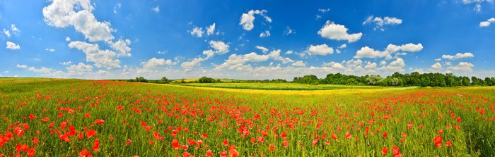 Poppy field panorama
