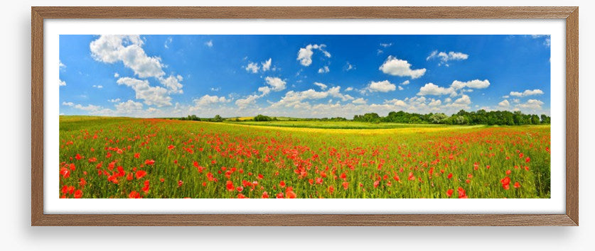 Poppy field panorama