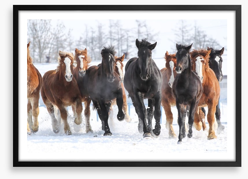 Winter gallop