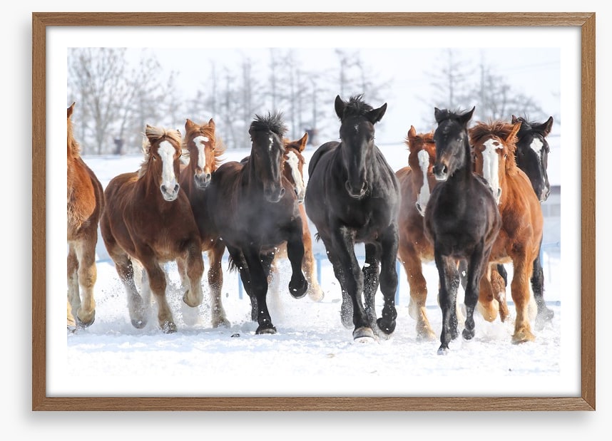 Winter gallop