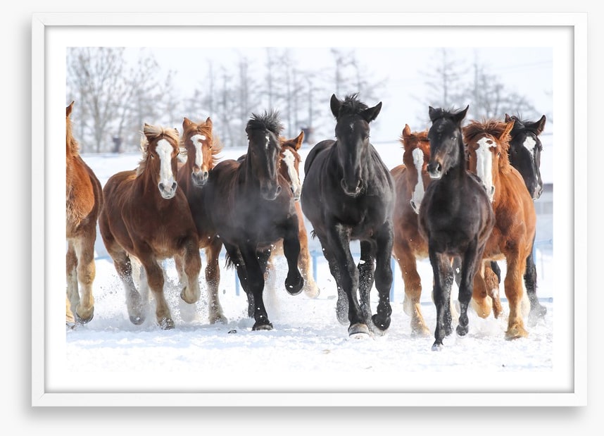 Winter gallop