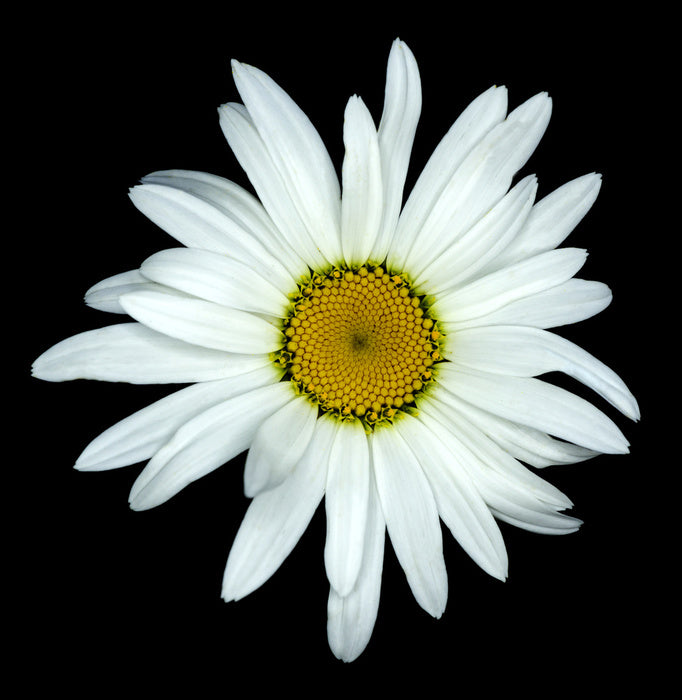 White asteraceae
