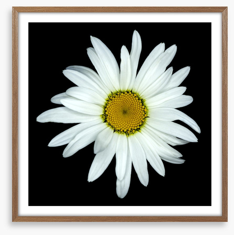 White asteraceae
