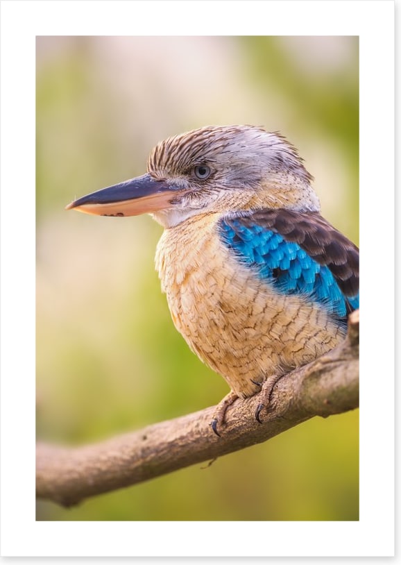 Blue-winged kookaburra