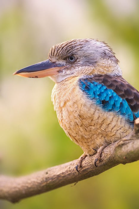 Blue-winged kookaburra