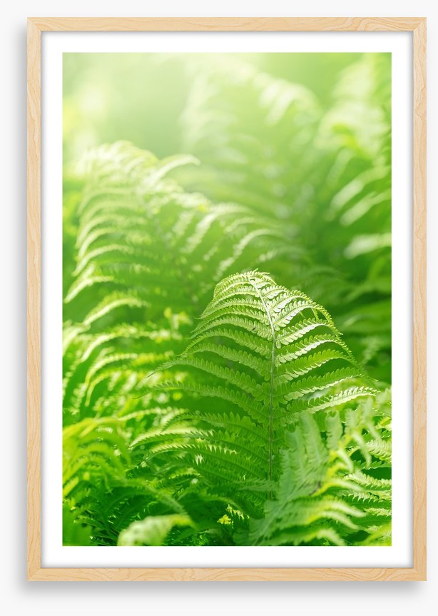 Fresh green ferns