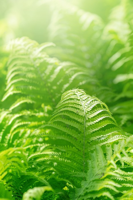 Fresh green ferns