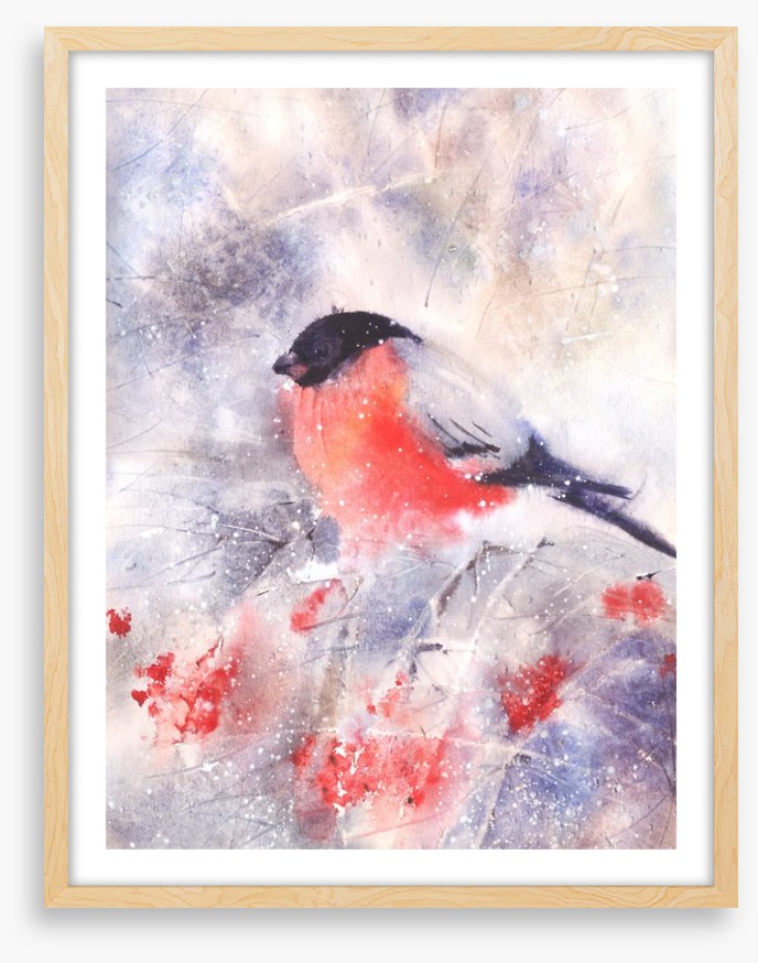 Bullfinch in the frost