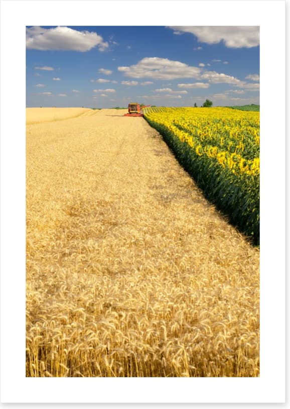 Agriculture