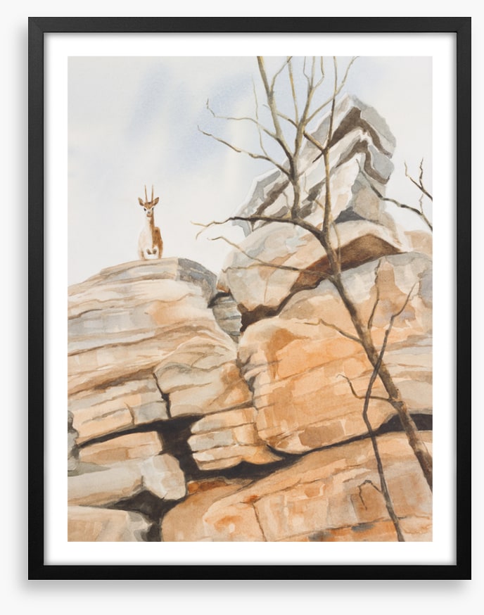 Klipspringer cliff