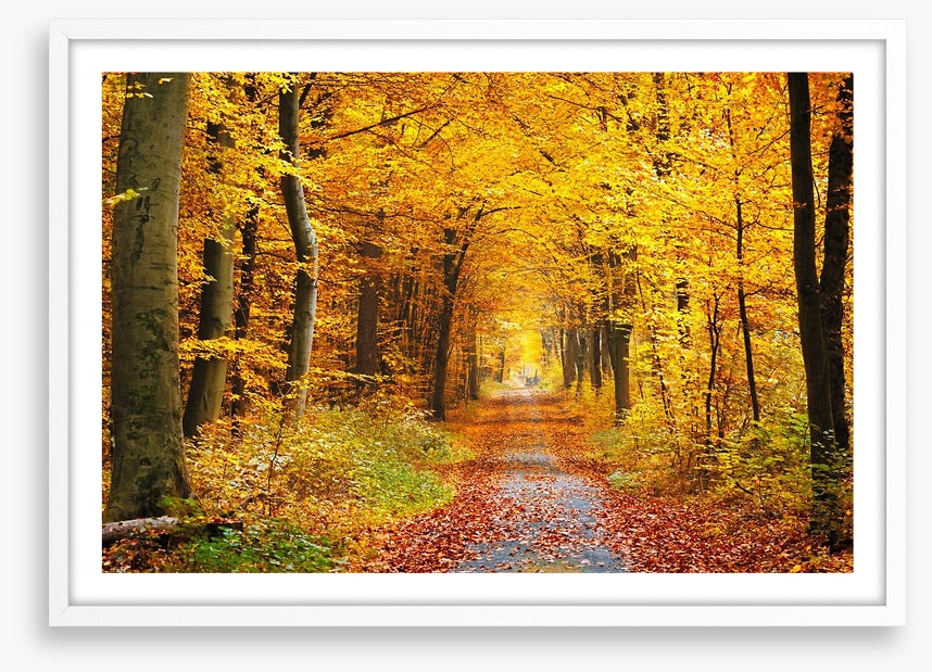 Golden brown tree tunnel