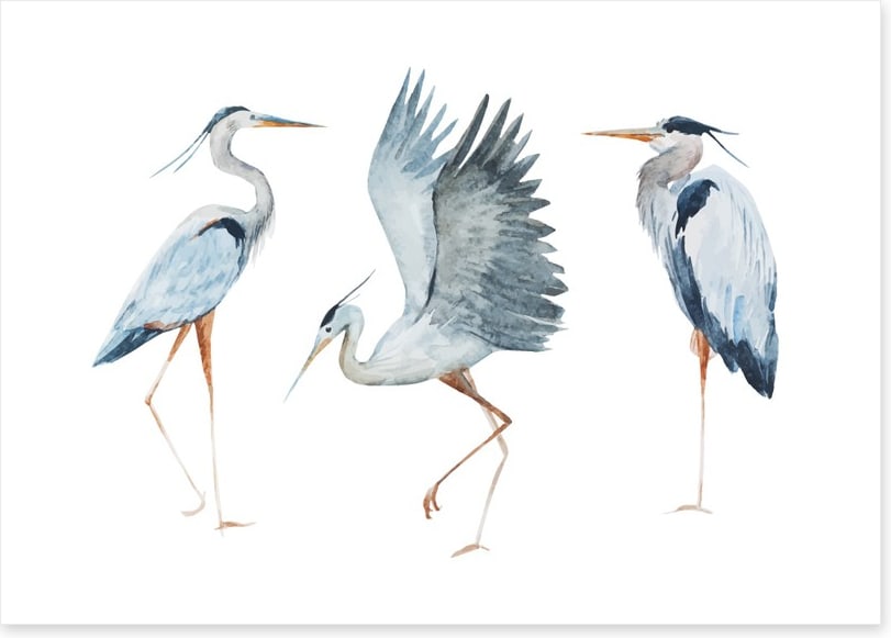 Three heron birds