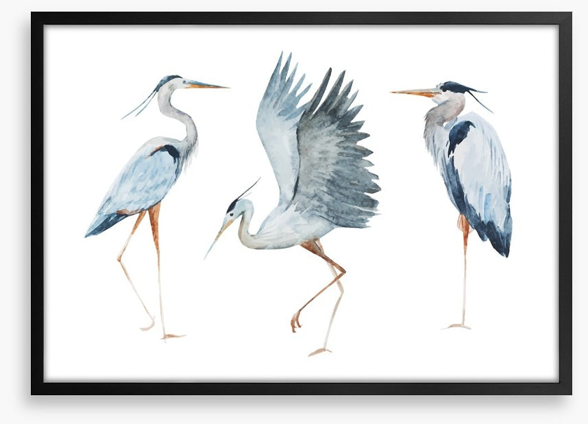 Three heron birds