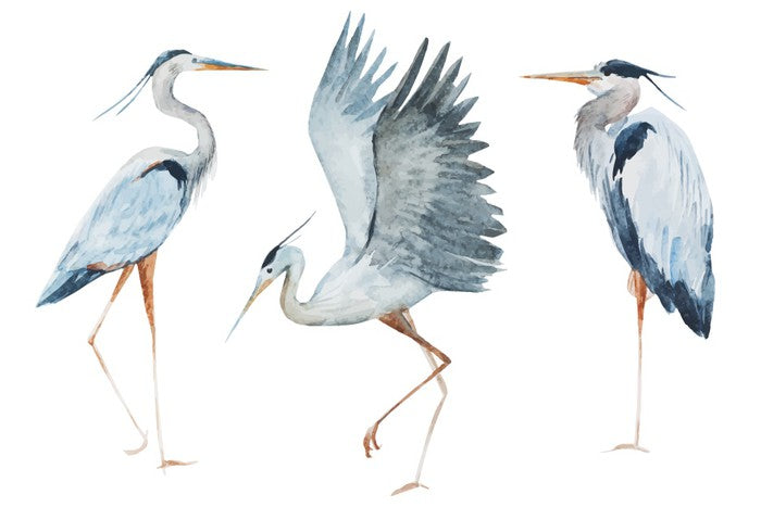 Three heron birds
