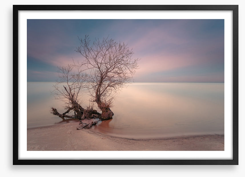 Coastal roots