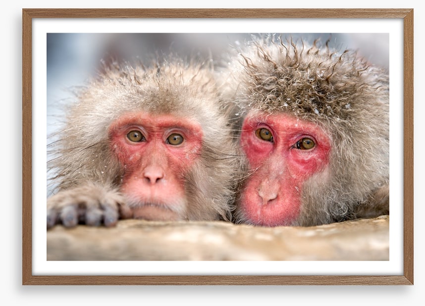 Mammals