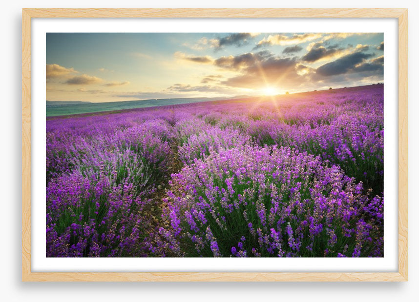 Lavender fields forever