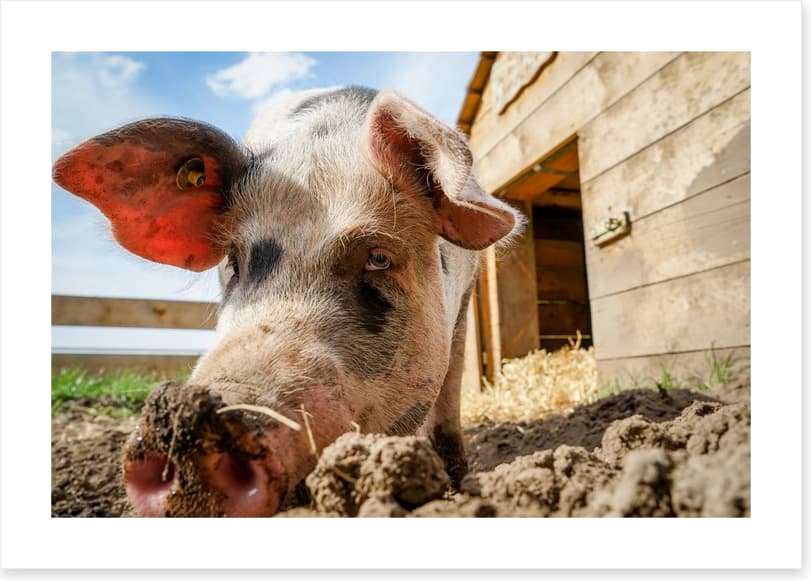 Agriculture