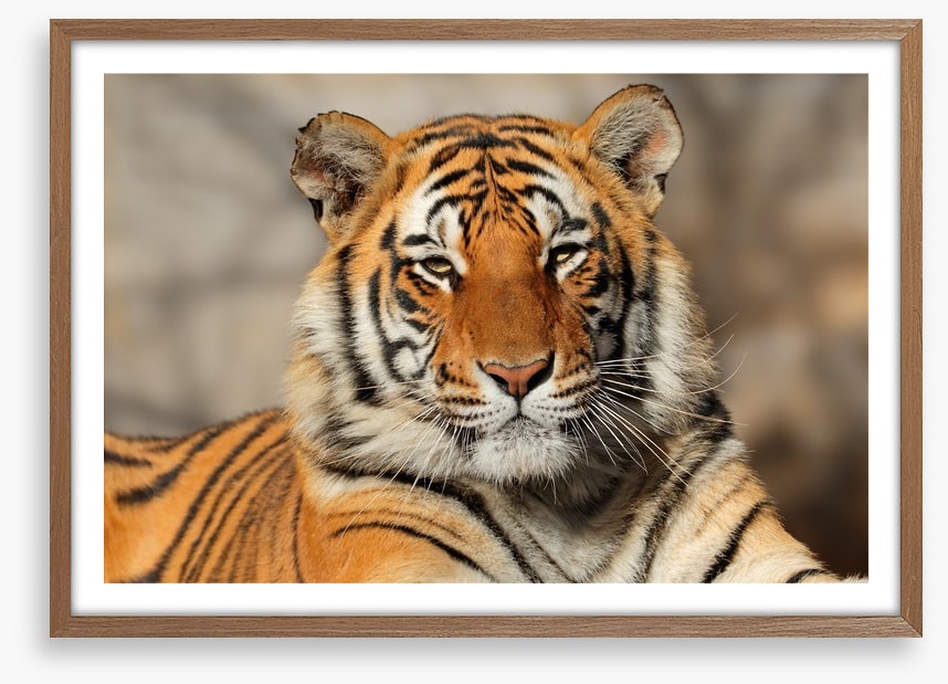 Bengal tiger at rest