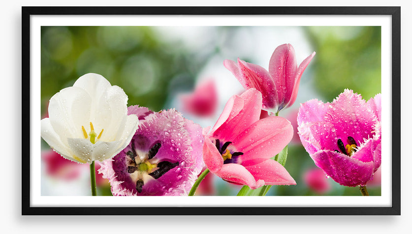One white tulip