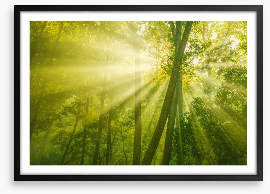 Forests